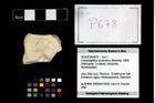 Foto (Objekt + Etikett) von Cracensigillatus acutirostrus (Moericke, 1889)  (NHMW-GEO-2014-0194-0678)